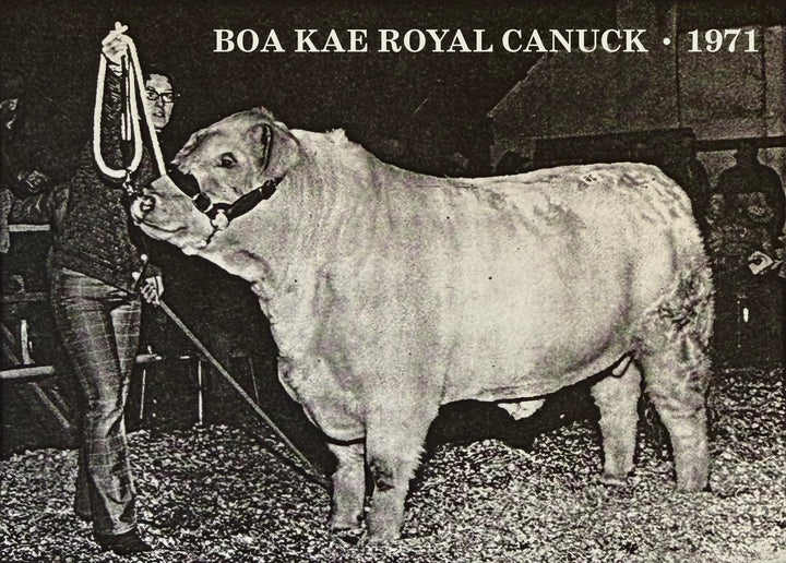 The Royal Canuck Cardigan