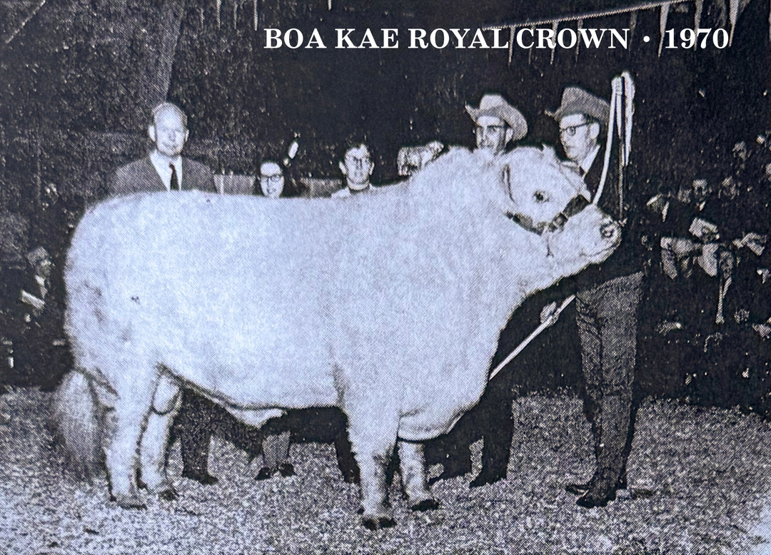 The Royal Crown Polo