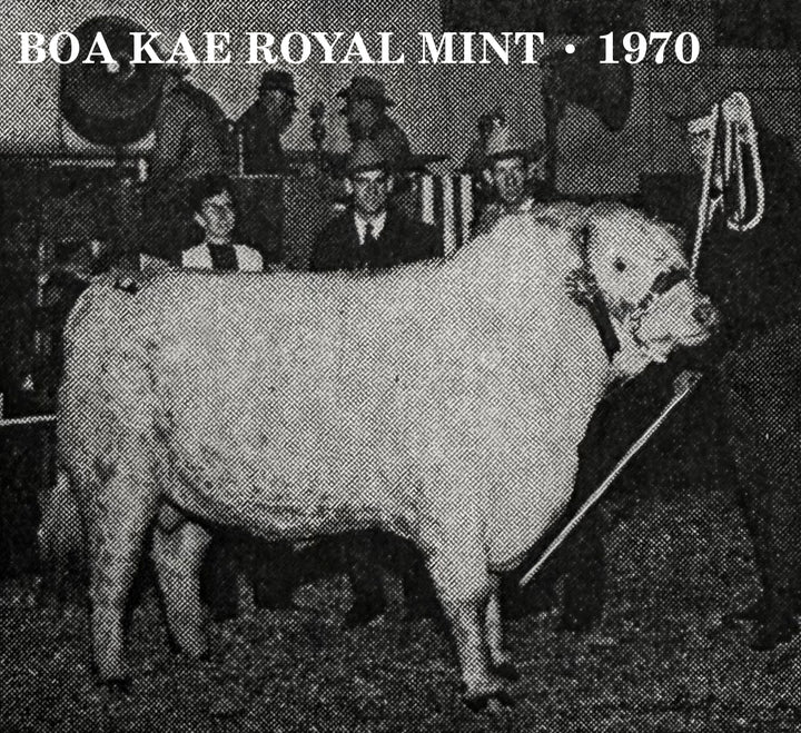 The Royal Mint Blouse